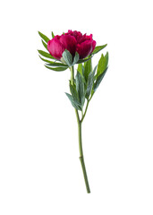 Obraz premium Beautiful red peony with leaves isolated on white