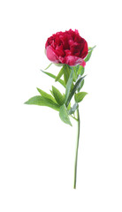 Fototapeta premium Beautiful red peony with leaves isolated on white