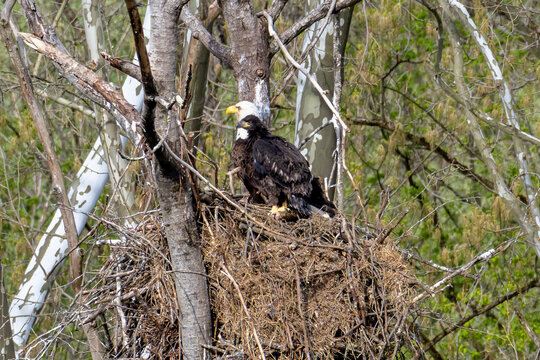 Eaglet standing in front of adult eagle