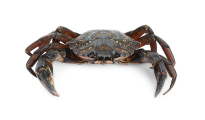 One fresh raw crab isolated on white