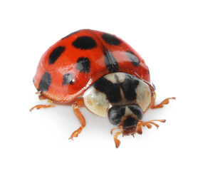 One beautiful red ladybug isolated on white