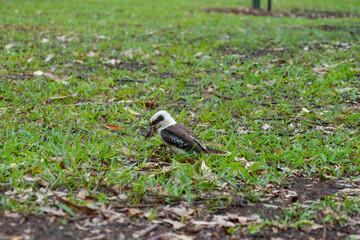 Kookaburra in Tamborine Mountain Regional Botanic Gardens