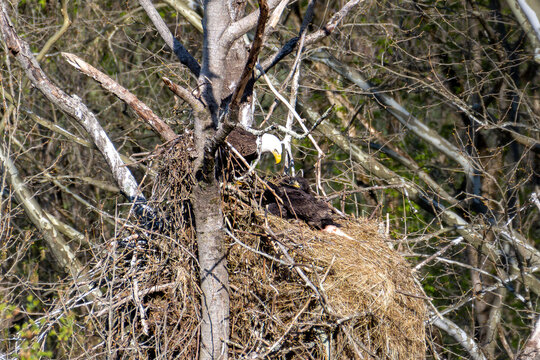 Adult eagle looking at he two eaglets