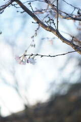 Obraz premium tree and nature cherry flower and fruit in fall 