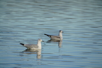 swan and bird in the lake