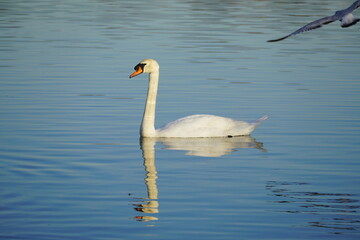 Fototapeta na wymiar swan and bird in the lake