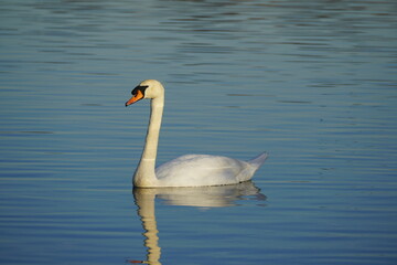 swan and bird in the lake