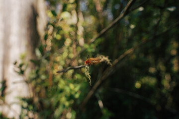 Cuncuna Monumento Natural Lahuen Ñadi 