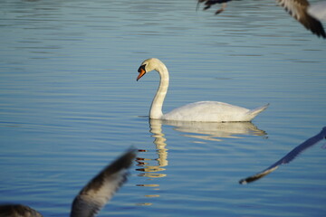 swan and bird in the lake