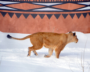 Playing in snow a lion is one of the four big cats in the genus Panthera, and a member of the...