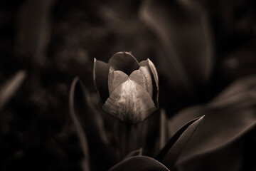 Tulips in the backyard vegetable garden in springtime with sepia effect
