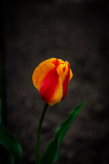 Fototapeta premium Single red yellow tulip in backyard garden in spring