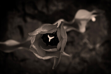 Tulips in the backyard vegetable garden in springtime with sepia effect