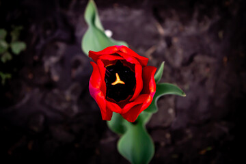 Lonely red tulip in the garden in spring, spring blossom, symbol of love, romance, female happiness