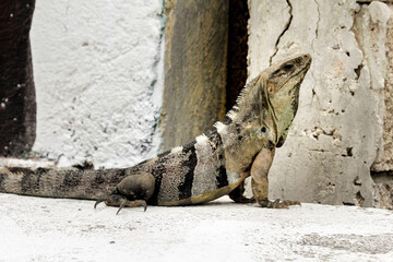 Iguana
