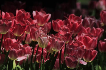 tulips in the garden