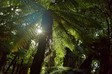 Naklejka premium Fern leaves background with sun flare