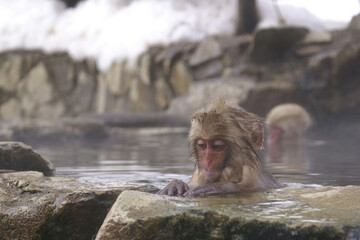 溺れないように入浴する日本猿の子供