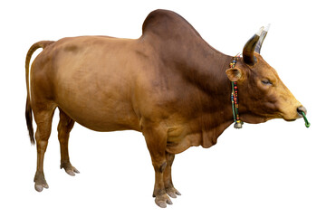 Fighting bull isolated on white background, PNG file
