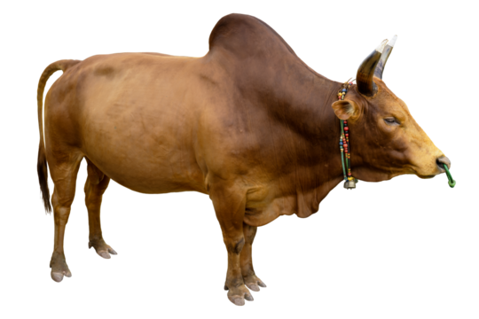 Fighting bull isolated on white background, PNG file
