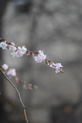 cherry flower blossom in the winter