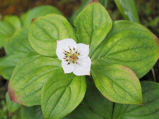 ゴゼンタチバナ