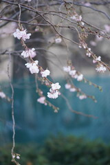 cherry blossom in spring