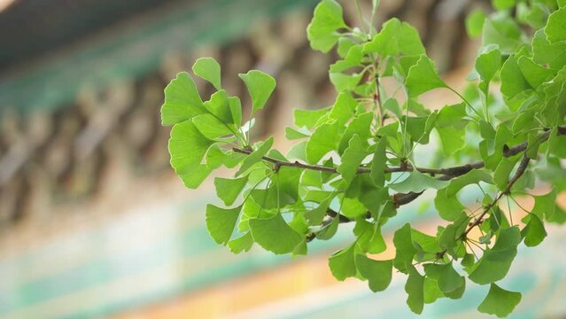 branch of a ginko tree