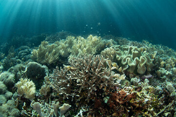 Fototapeta na wymiar A variety of corals thrive on a scenic, shallow coral reef in Raja Ampat, Indonesia. This tropical region supports the greatest marine biodiversity on the planet.
