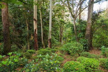 Scenic views of the rainforest trees within Tamborine Mountain Regional Botanic Gardens