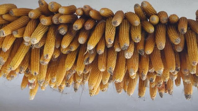 Drying corn or maize hung in rustic Uttarakhand, India, showcasing traditional rural harvest methods