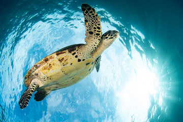 A Hawksbill sea turtle, Eretmochelys imbricata, swims near the ocean surface in Raja Ampat. This reptile is an endangered species, often sought for its meat and valuable shell. © ead72