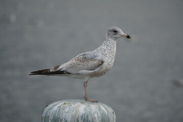 bird seagull and swain in the lake