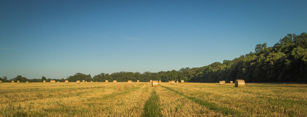 big round bales of straw rolled up in a field on a beautiful sunny summer day. - obrazy, fototapety, plakaty