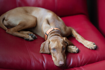 A young Hungarian Vizsla relaxes on a red couch, basking in the sunlit warmth.
