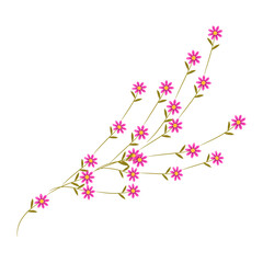 Vector realistic wildflower on white background