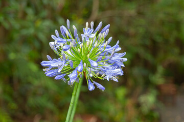 Agatha Panthers growing within Tamborine Mountain Regional Botanic Gardens, Queensland, Australia