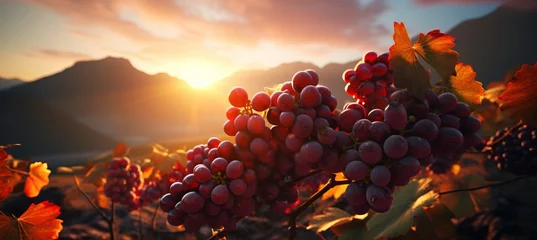 Crédence de cuisine en verre imprimé Vignoble Golden sunlight on vineyard grapevines   ideal for wine promotions or event showcases.