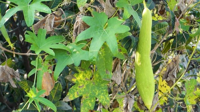 Ridge Gourd (Torai) Vine. A popular vegetable used in Indian cooking. Uttarakhand India.