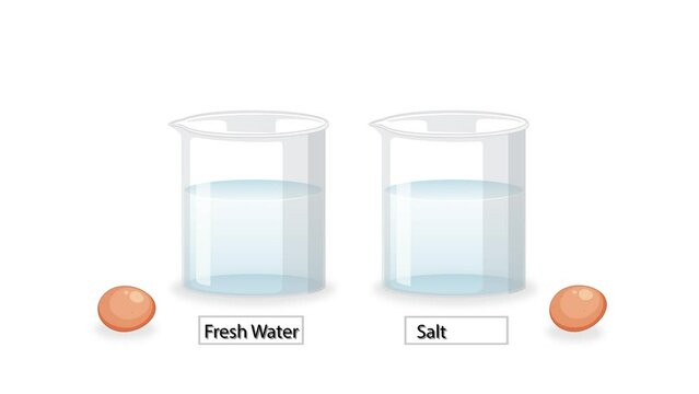 Egg Buoyancy Experiment Animation