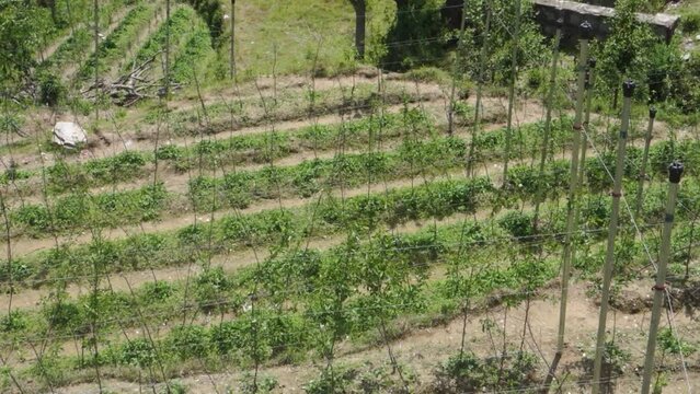 Uttarakhand's hillside apple orchards in Tehri Garhwal, featuring advanced farming techniques. Explore technical cultivation amidst stunning landscapes.