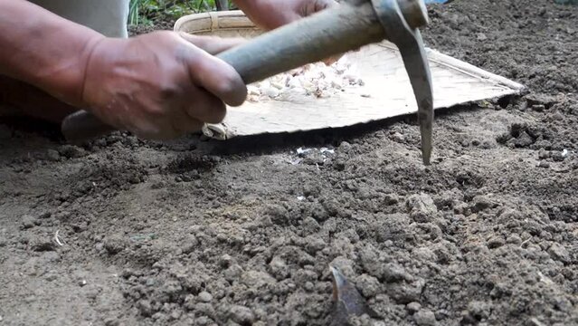 Vibrant cinematic footage of skilled Indian hands sowing seeds with a pickaxe, cultivating fertile soil. Embracing the beauty of agriculture in India.