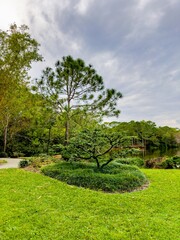 Nature photography outdoors bamboo gardens