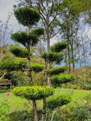 Obraz premium Photo of a Maki Tree in a garden