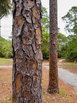 Peeling tree bark in the woods