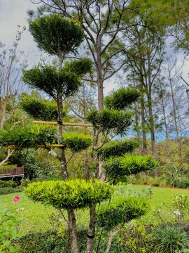 Photo of a Maki Tree in a garden