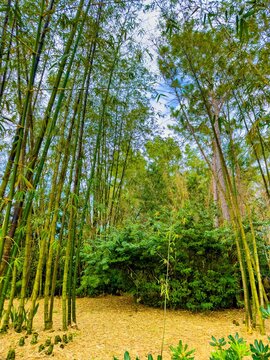 Nature photography outdoors bamboo gardens