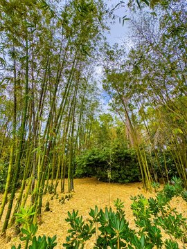 Stock photo of a beautiful bamboo garden