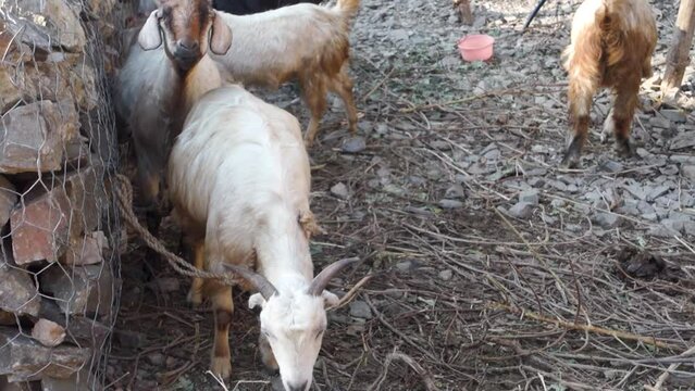 Himalayan Tahr, Domestic Goat (Capra aegagrus hircus). Vibrant Himalayan mountain goats in rural Uttarakhand. Livestock scene.