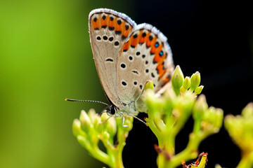 A butterfly is gathering honey